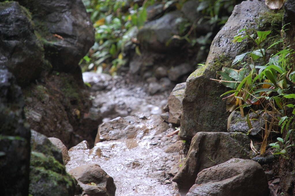 A small stream of water taking a small drop off a rock.