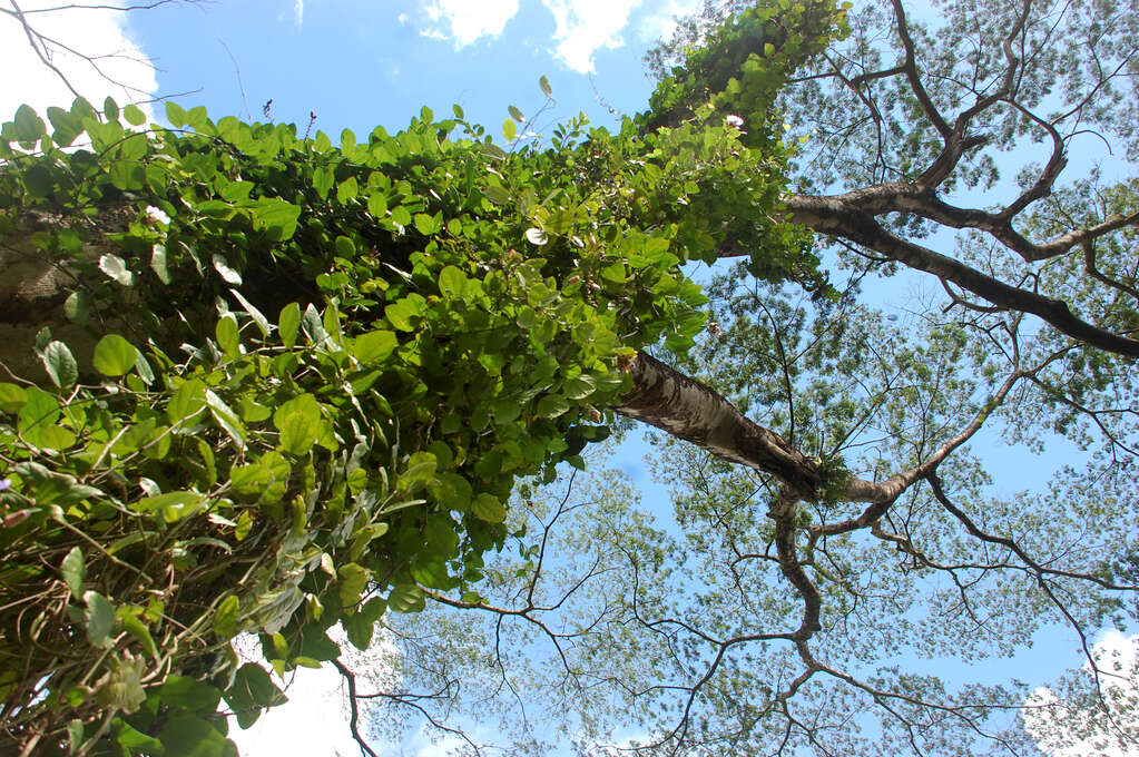 A vertical view of leafy vines growing up a tree.