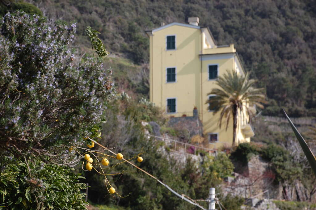 A branch with several lemons hangs in front of a yellow house in the background in on a forested hill.