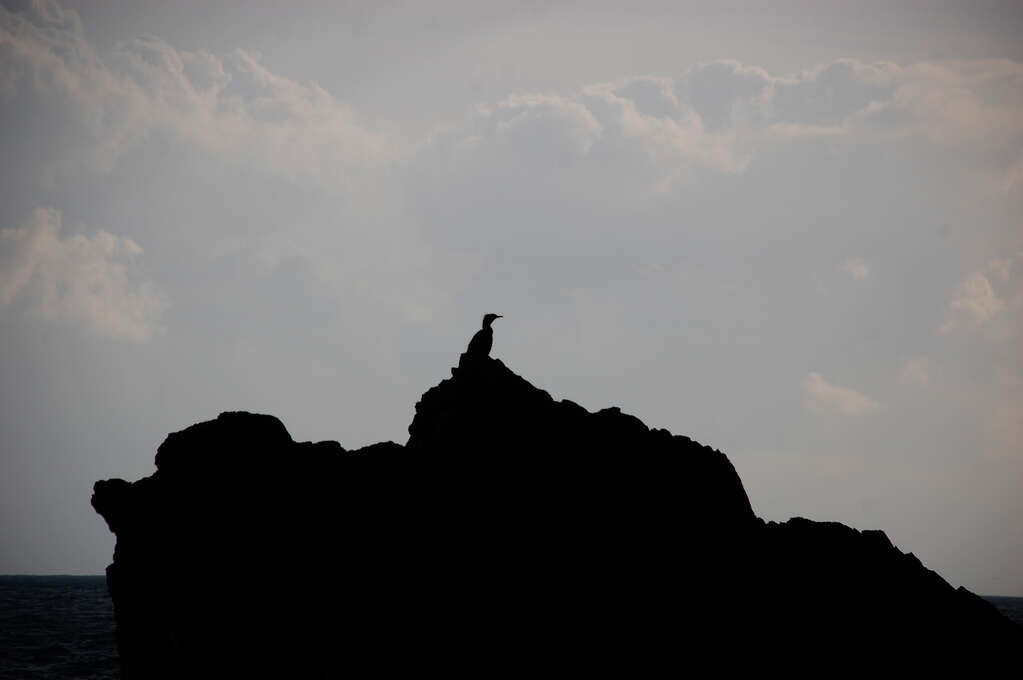 A bird sitting on a rock silhouetted in front of the sea.