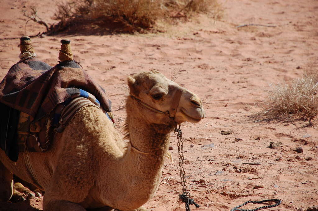 A sitting, saddled camel.