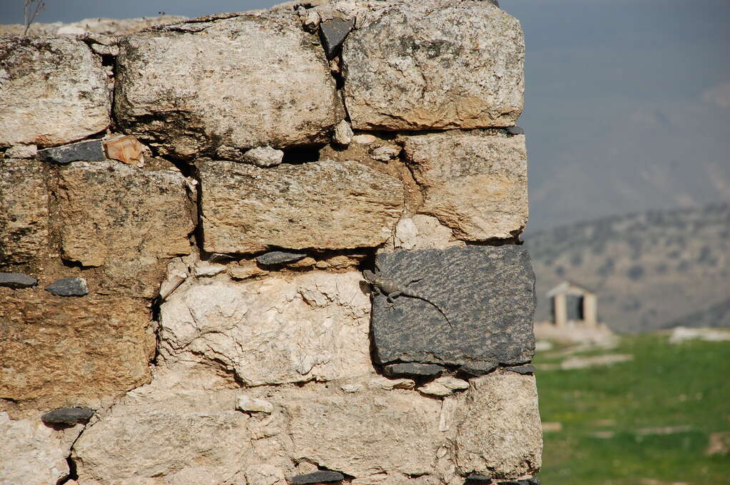 A rock wall with a small lizard.