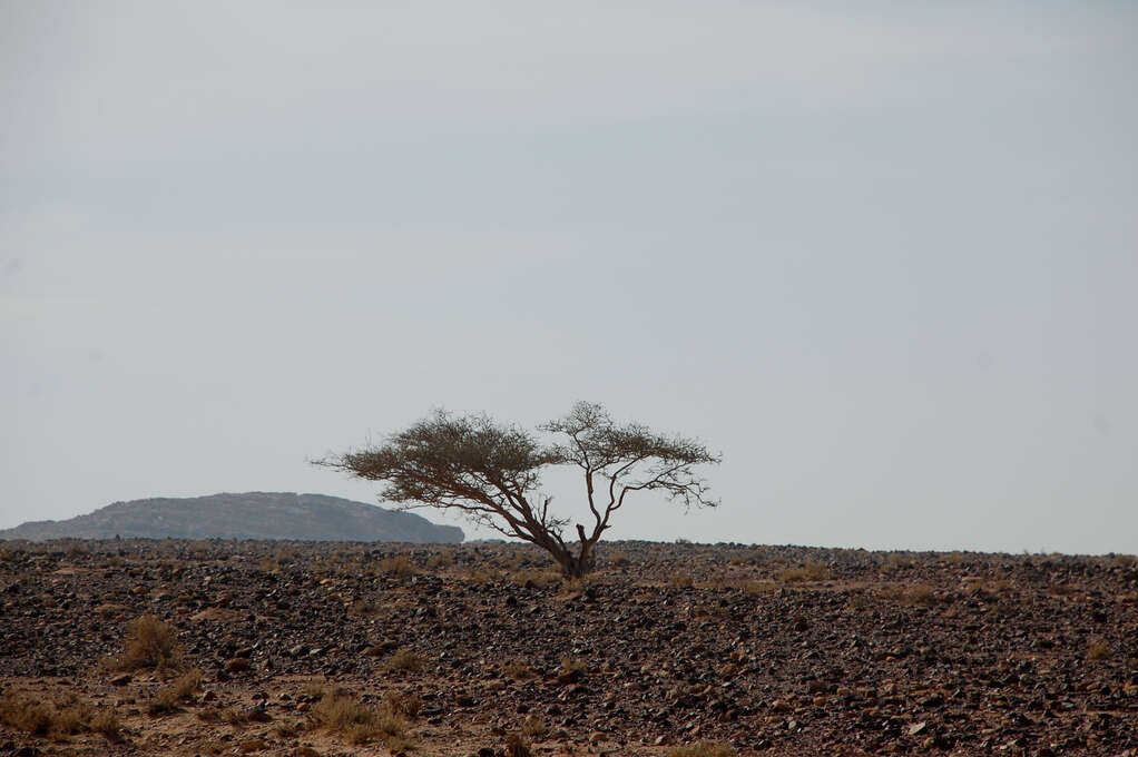 A single tree in an otherwise empty, rocky desert.