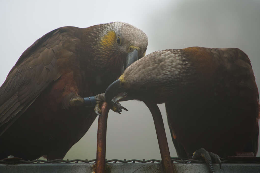 Two kākā sitting on a roof while one bites at the other's foot.
