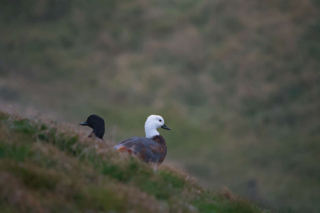 Two paradise shell ducks standing on a grassy hill facing opposite directions.