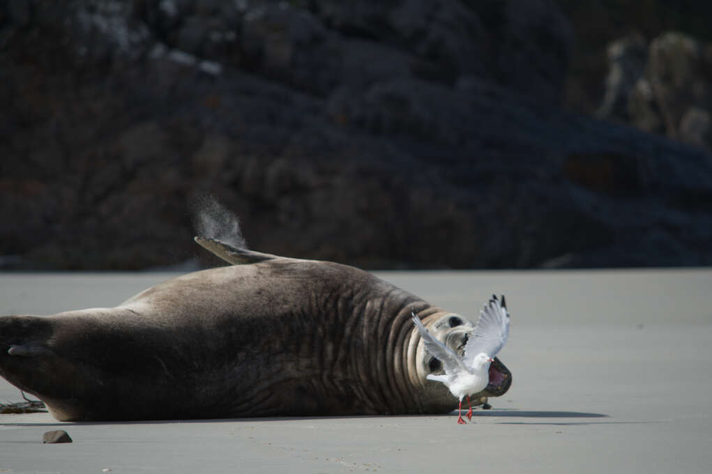 An elephant seal on a beach biting at a fleeing seagull.