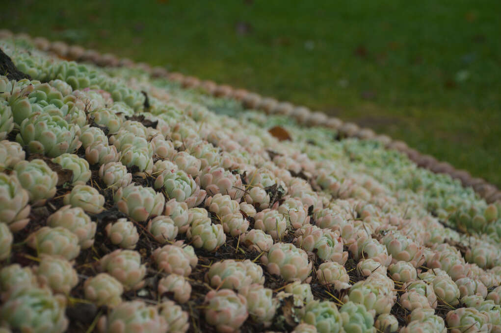 A close shot of a group of pink and green flowers.