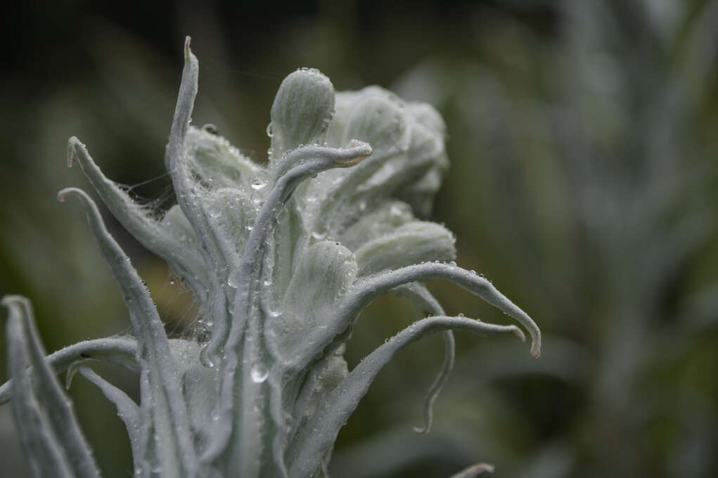 A close up of a white plant with dew on it.