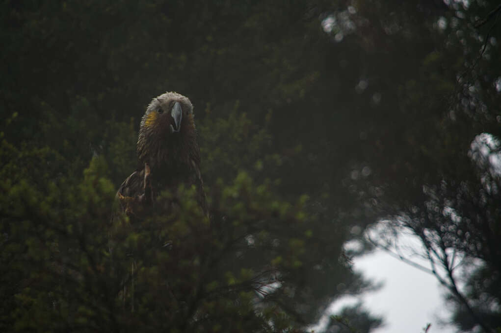 A kākā cawing from a tree.