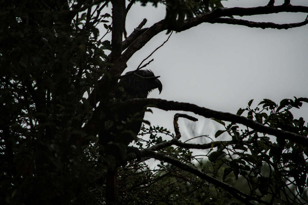 A silhouette of a kākā in a tree.