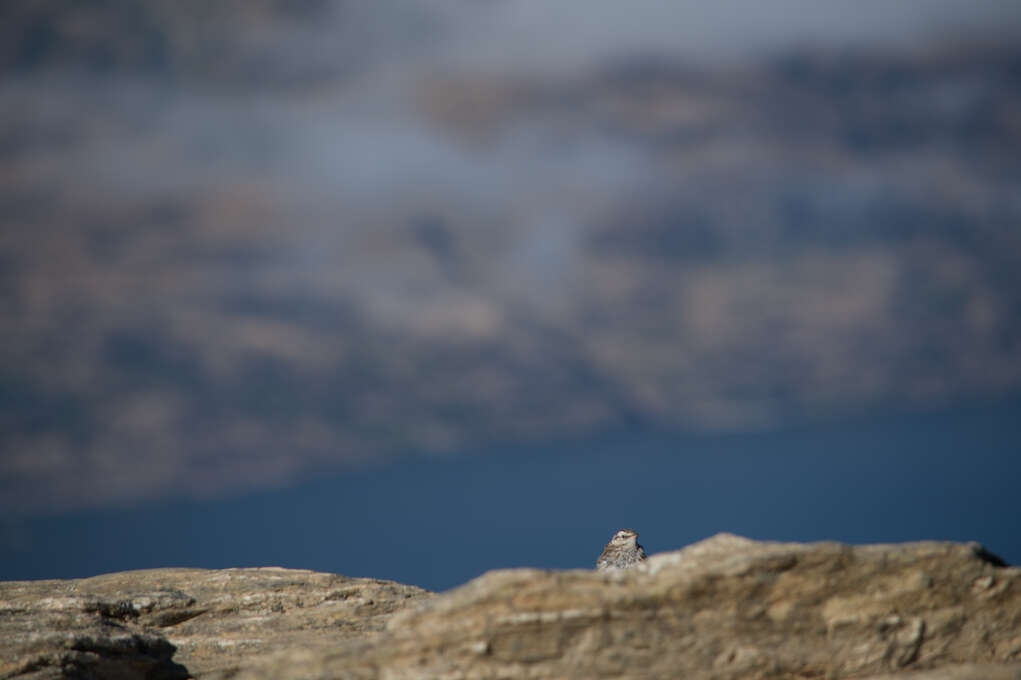 A small brown bird on some rocks with a lake and mountains in the background.