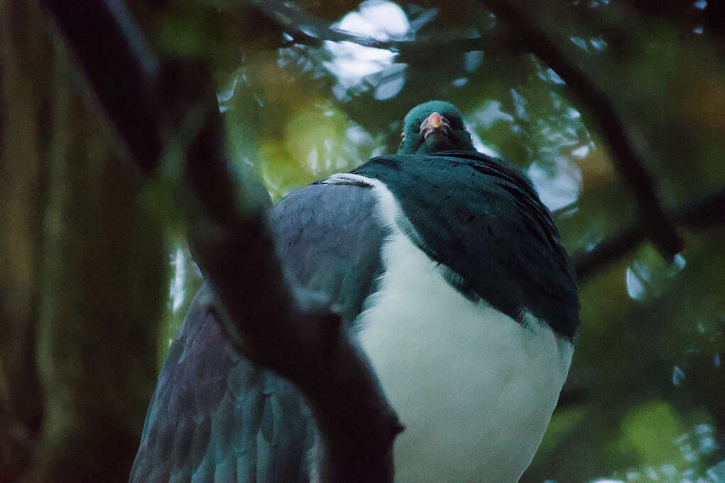 A pigeon staring down from a tree.
