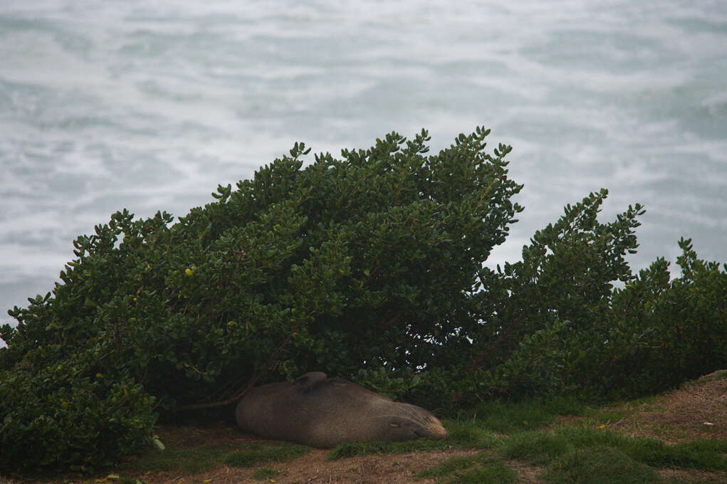 A seal sleeping under a bush with the ocean in the background.