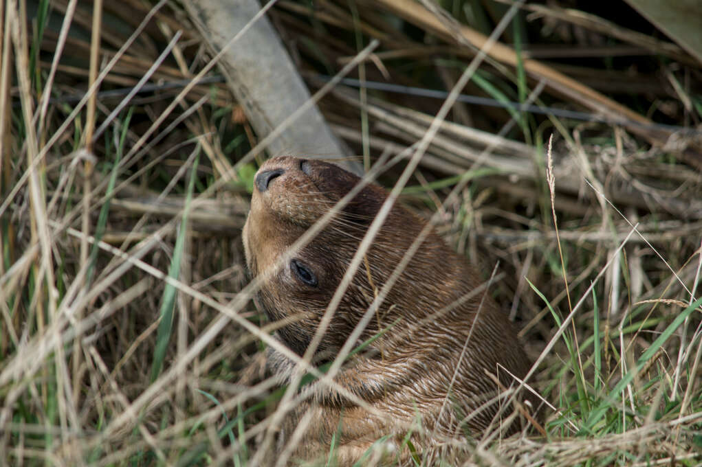 A seal pup lying in tall grass.