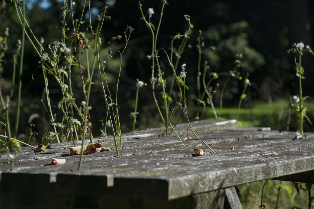 A picnic table with flowers growing between the boards.
