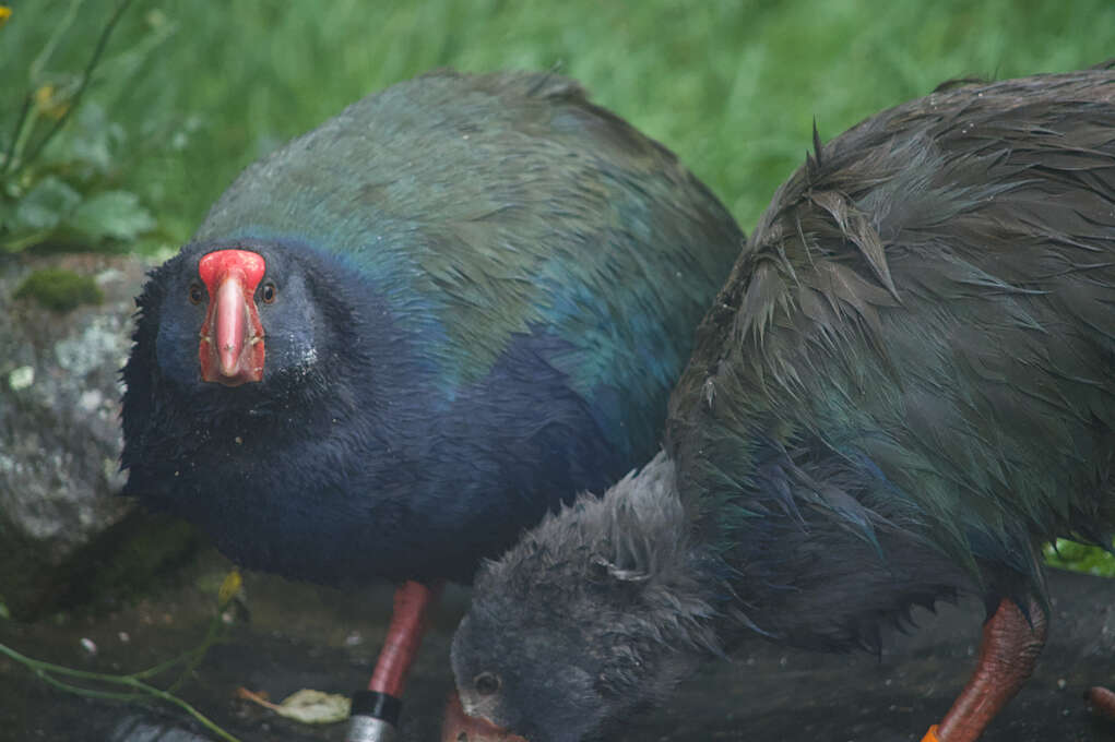 Two takahē drinking from a pond while one stares at the camera.