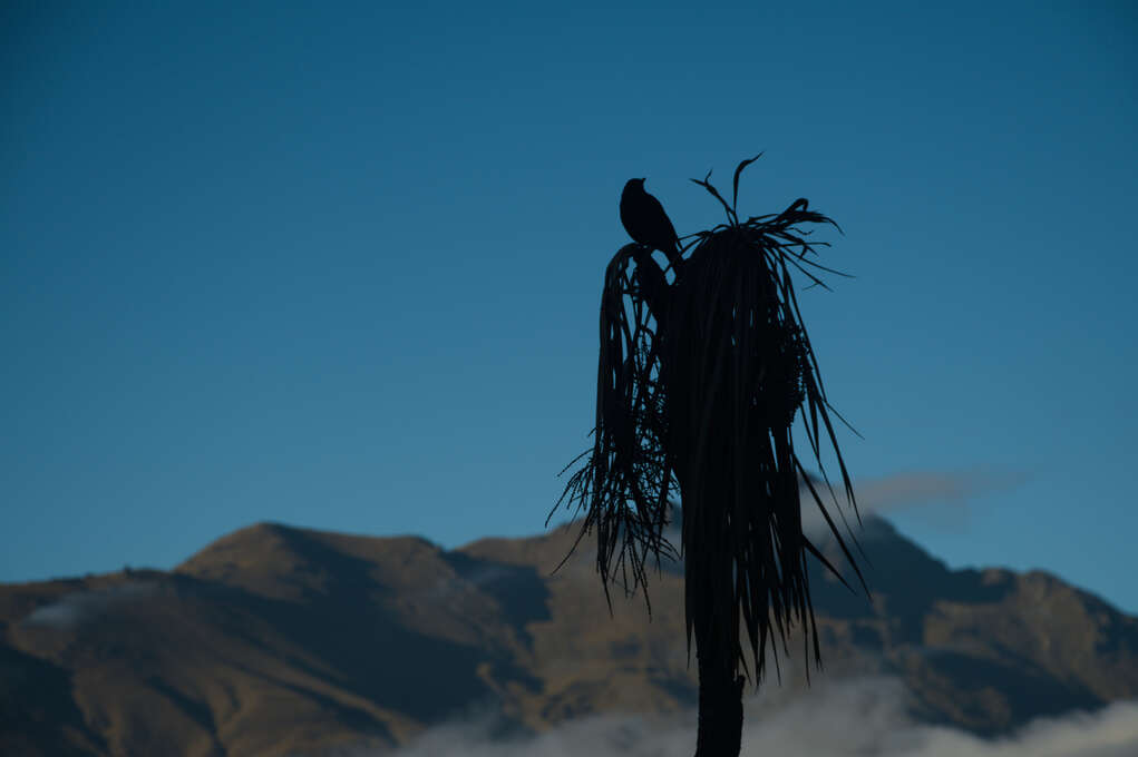 A silhouette of a bird on a palm tree with mountains in the background.