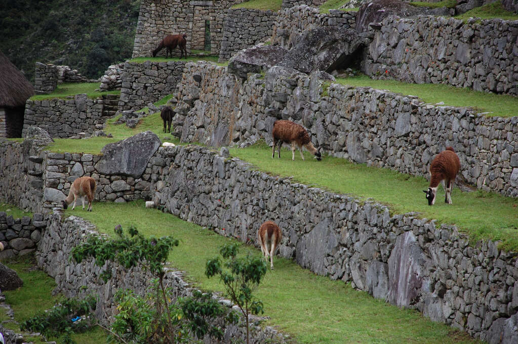 Alpaca grazing on a tiered grassy hill.