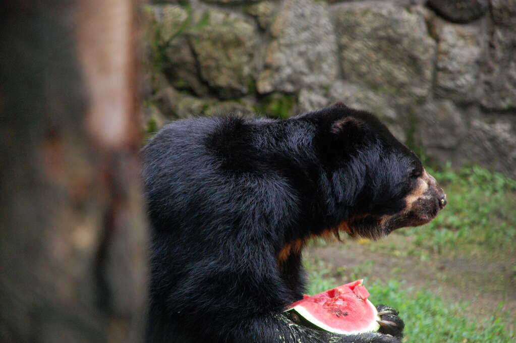 A bear leaning forward over a watermelon that it's holding in its paws.