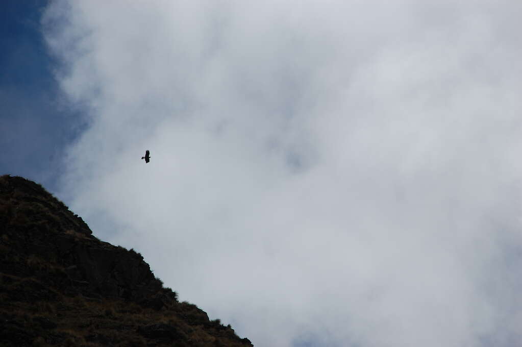 A bird flying above a mountain in a cloudy sky.