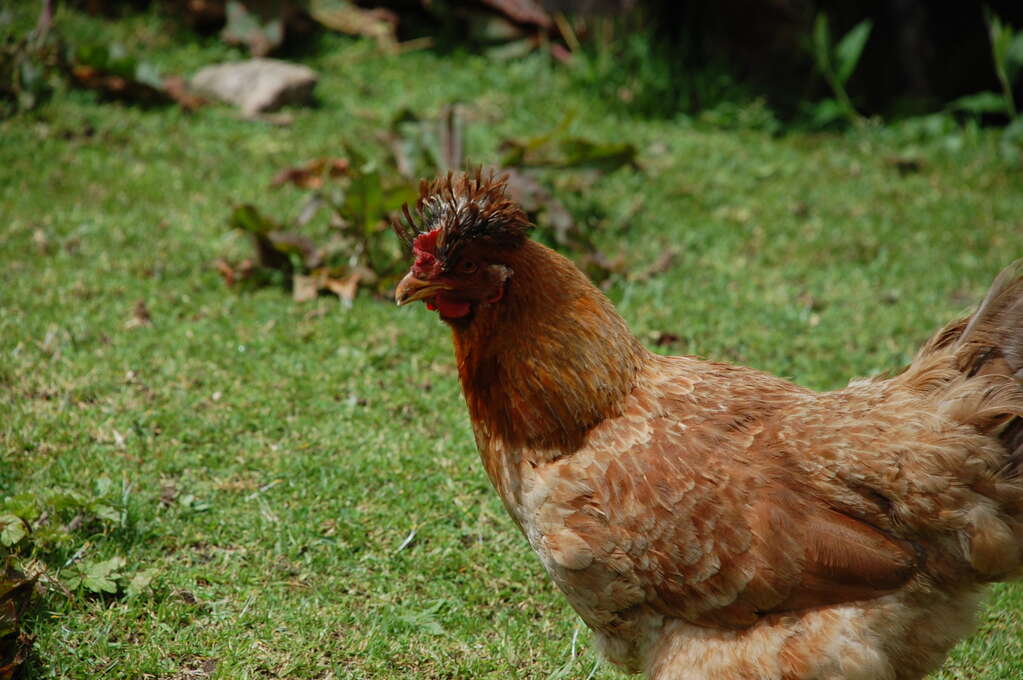 A colorful rooster with spiky feathers on its head.