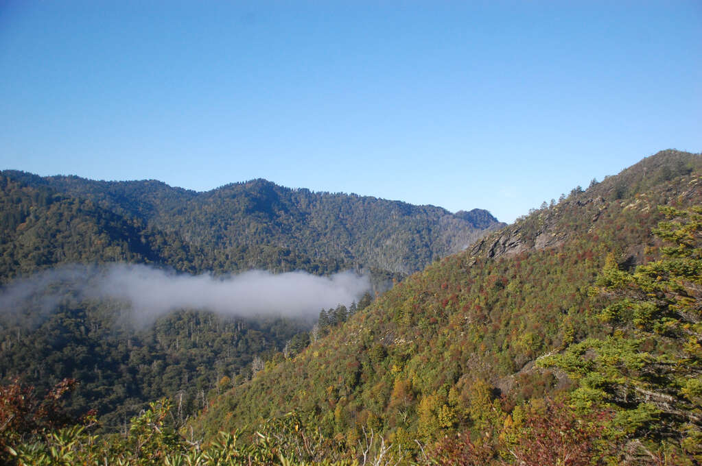 A densely forested mountain with patches of fog.