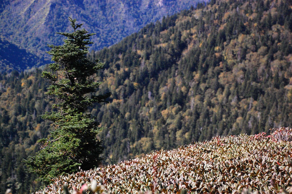 A high view of a forested mountain with colorful flowers in the foreground.