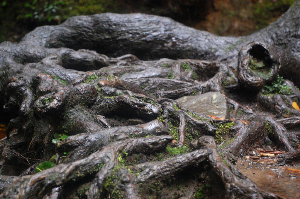 Tangled, shiny tree roots.