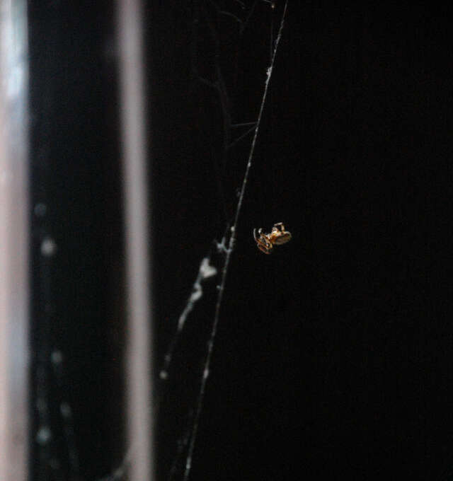 A small spider in a web against a black background.