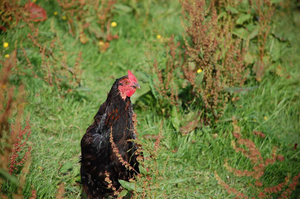 A colorful rooster in the grass.