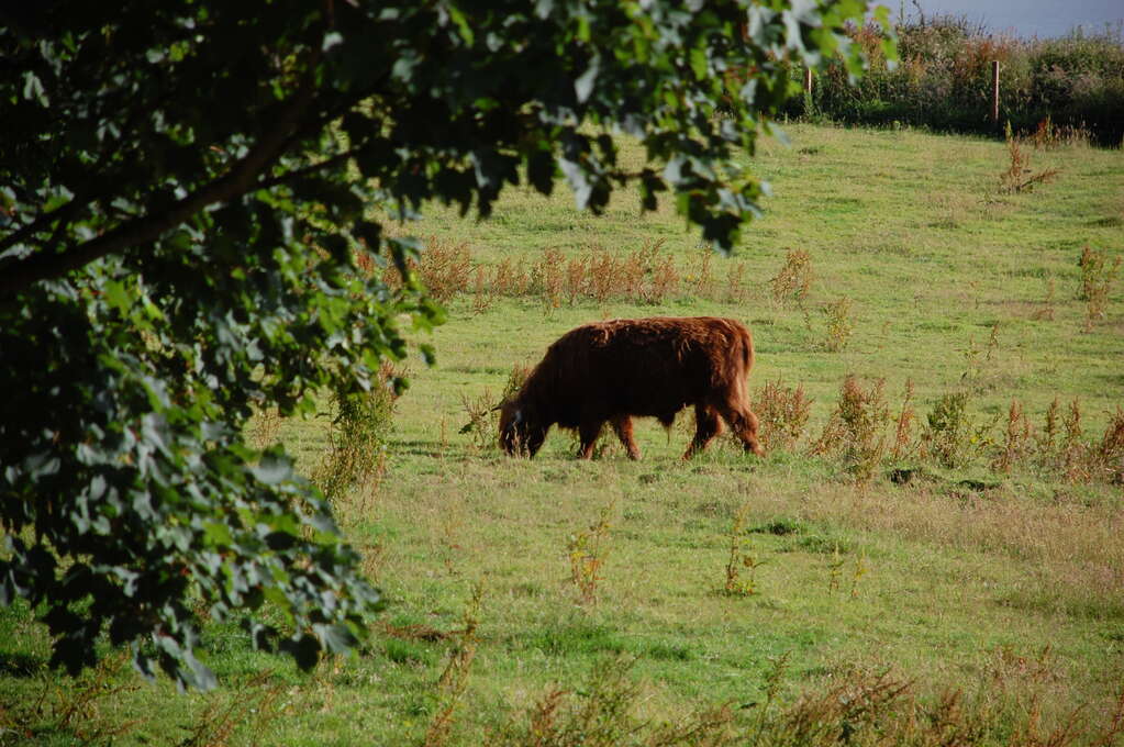 A hairy cow grazing in a field.