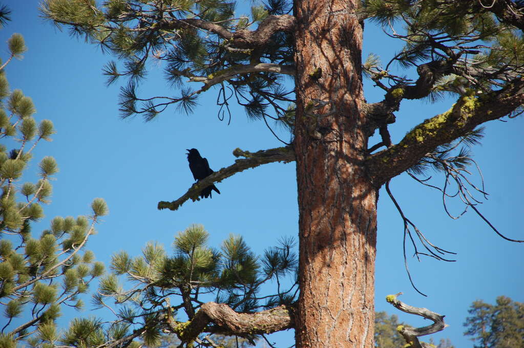 A raven sitting on a tree branch with its beak open.