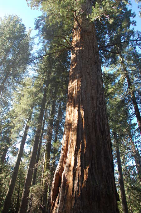 A very tall and wide tree rising up with other behind it.